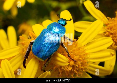 The iridescent blue of the scarab beetle (hoplia coerulea) shimmers in contrast to the yellow of the ragwort flowers it is walking over. Stock Photo