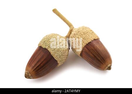 holm oak acorns isolated on white background Stock Photo