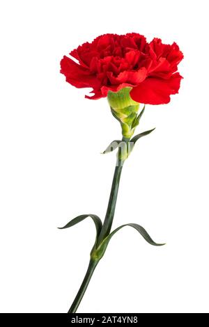 Red carnation flower isolated on white background Stock Photo