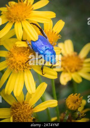 The iridescent blue of the scarab beetle (hoplia coerulea) shimmers in contrast to the yellow of the ragwort flowers it is walking over. Stock Photo