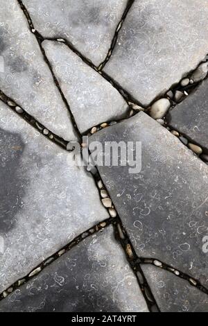 Limestone pavement with small fossils on foreshore at Lavernock Point, South Glamorgan, Wales, UK Stock Photo