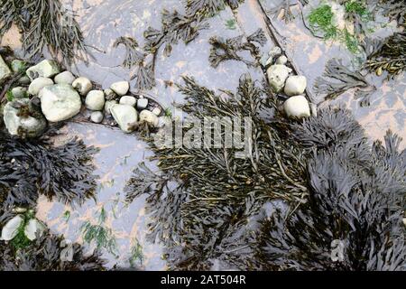 Bladder wrack seaweed (Fucus vesiculosus) growing in clints of limestone pavement on foreshore at Lavernock Point, South Glamorgan, Wales, UK Stock Photo