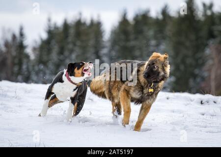 Two dogs playing wild in the snow, an Appenzell Mountain Dog and a young German Shepherd Dog