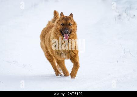 Westerwälder Kuhhund (Altdeutscher Hütehund, Old German Sheepdog) running in the snow Stock Photo