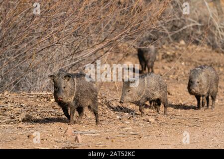 Group of Javelina (Pecari tajacu) foraging in Bosque del Apache National Wildlife Refuge in New Mexico. Stock Photo