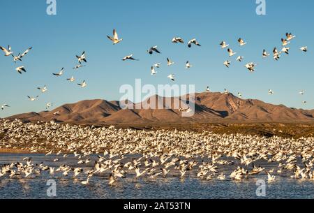 Flock of Snow Geese (Chen caerulescens) lifts off from pond at Bosque del Apache National Wildlife Refuge in New  Mexico. Stock Photo