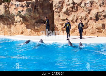 dolphin show at Loro Parque or Loro Park is a zoo on the outskirts of Puerto de la Cruz on Tenerife Stock Photo