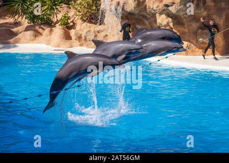 dolphin show at Loro Parque or Loro Park is a zoo on the outskirts of Puerto de la Cruz on Tenerife