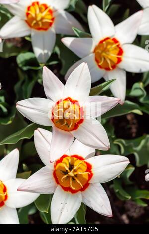 Top view of a fully bloomed white tulips in springtime Stock Photo