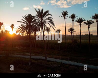 Palm trees silhouettes against glowing sun during sunset evening picturesque sky. Costa Blanca, Torrevieja, Spain Stock Photo