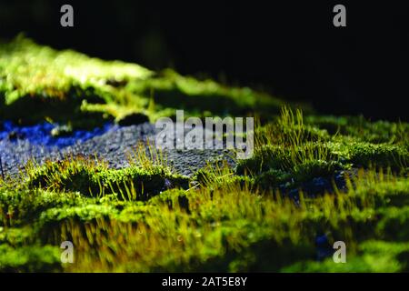 Green grass and stone Stock Photo