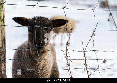 One cute black lamb stands behind a wire fence on a snowy pasture and looks straight into the camera - eye level shot, horizontal, blurred background Stock Photo