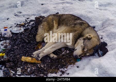 A large stray dog sleeps on the coals of an extinct fire. It's snowing and cold. Stock Photo