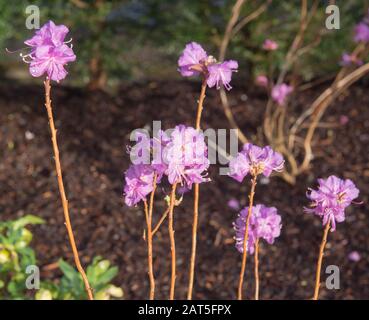 Winter Flowering Rhododendron dauricum 'Mid-Winter' Growing in a Herbaceous Border in a Country Cottage Garden in Rural Devon, England, UK Stock Photo