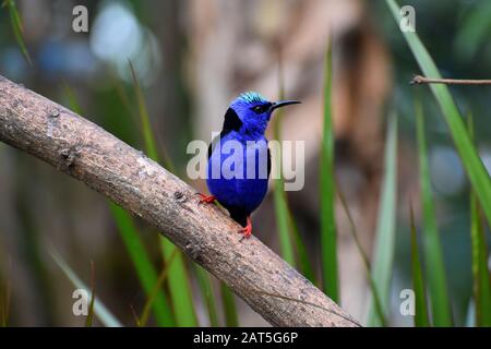 Red-legged honeycreeper seen in Tenorio Volcano National Park, Costa Rica Stock Photo