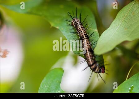 Hairy lackey moth caterpillar close-up. Malacosoma neustria. Cute colorful larva of night insect with long multicolored stripes. Plant pest on natural Stock Photo