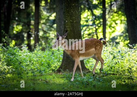 Fallow Deer Female (Dama dama) in Forest Stock Photo