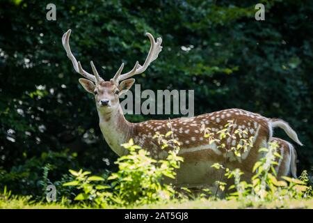 Fallow Deer Male (Dama dama) in Forrest Stock Photo