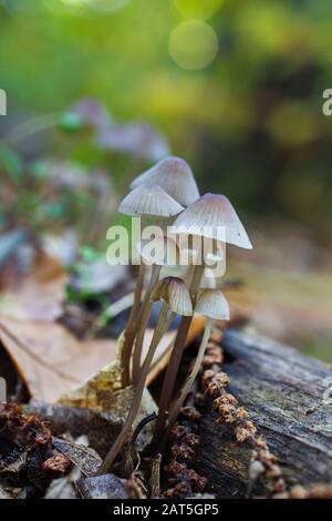 Small mushrooms in a forest of chestnut trees. Stock Photo