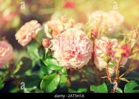 Beautiful nature scene with spring pink flowers background with sun light Stock Photo