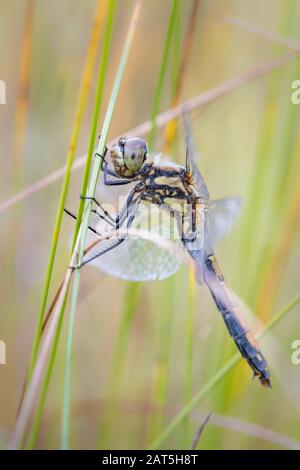 Black darter dragonfly (Sympetrum danae) resting on long grass, Glen Feshie, Scotland, UK. Stock Photo