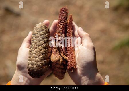 a child is holding fir cones in his hands in a forest. Stock Photo