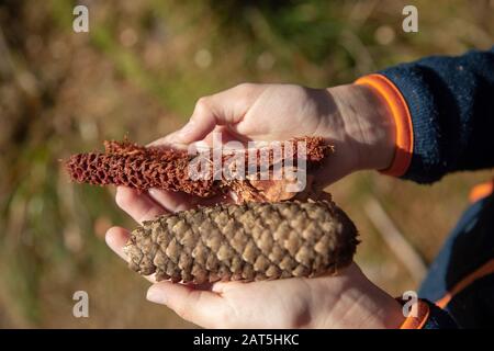 a child is holding fir cones in his hands in a forest. Stock Photo