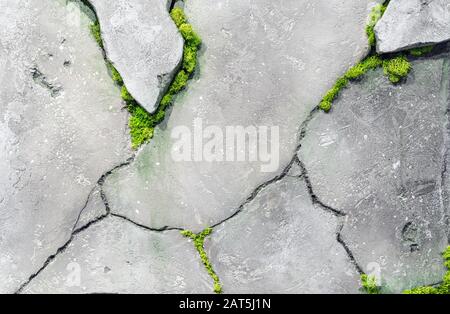 Green grass grows in the cracks of a concrete wall. Stock Photo