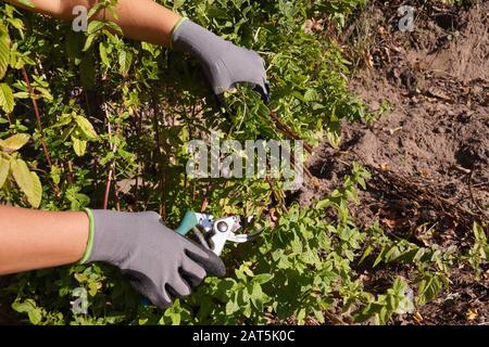 Pruning peppermint (Mentha piperita) stalks. Autumn gardening. Stock Photo