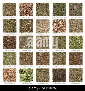 Large medicinal herb selection used in alternative herbal medicine in square piles isolated on white background with titles. Stock Photo