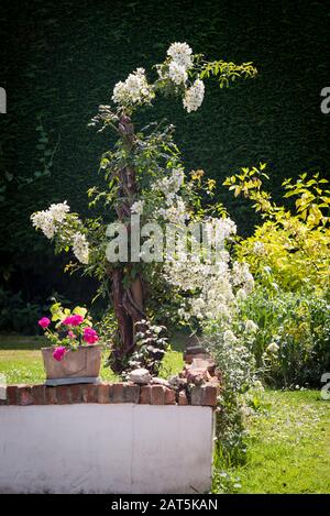 A heavily pruned  rambler Rosa Wedding Day now growing as a pillar rose in an English garden Stock Photo
