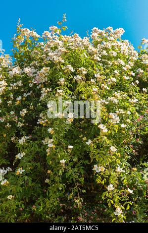 A highly vigorous rambler rose Rosa Wedding Day displaying its creamy white clusters of single roses in June in an English garden Stock Photo