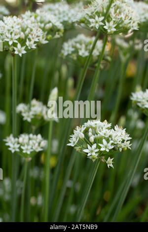 Small White Flower Stock Photo
