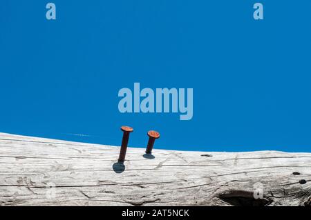 Rusty nails stuck in dry wood on clear blue sky background Stock Photo