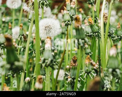 Dandelions on the background of green grass Stock Photo