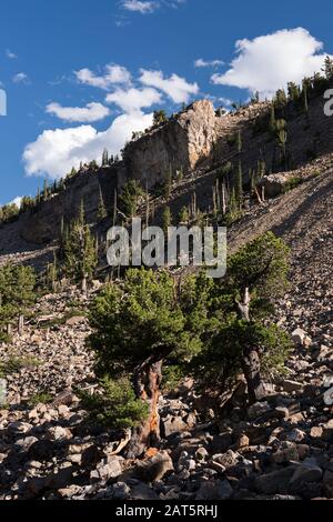 South Park National Heritage Area with Ancient Limber Pine and Bristle Cone Pine Trees. Located within Pike National Forest, Colorado. Stock Photo