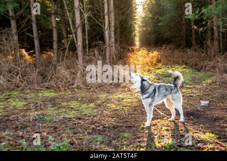 A husky dog howls while tethered to the ground. He is a racing dog and enjoys being in the woods. The morning sun shines down on him. Stock Photo