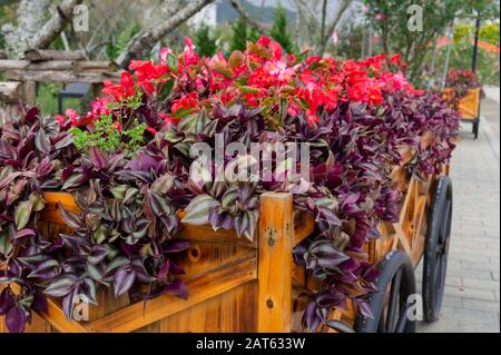 Colorful flowers on trolley or cart wooden in garden Stock Photo