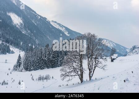 Twin trees and winter mountain landscape in the Alps. The hills, trees and mountains covered with snow. Stock Photo