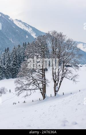 Twin trees and winter mountain landscape in the Alps. The hills, trees and mountains covered with snow. Stock Photo