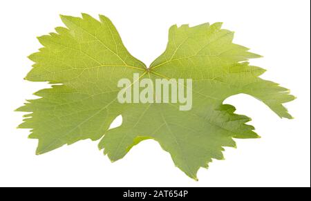 Leaf of grapes with clipping path isolated on white Stock Photo