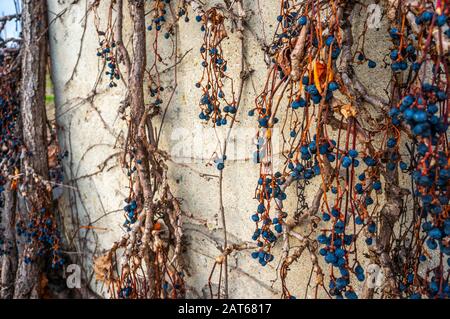 Vibrant blue dried berries or grapes growing on vines climbing down branches on a concrete wall background Stock Photo