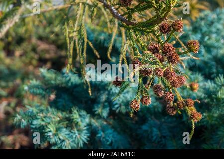 Close up of Douglas conifer pine cones with vibrant green fir needles and dark silver green bushes in the background. Sunlight streaming in from above Stock Photo