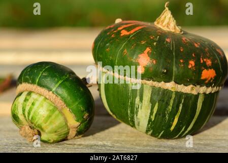 Two bright green gourds lie in the sun on a wooden background in front of a green meadow in nature Stock Photo