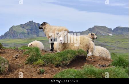 Icelandic sheep and lamb on Heimaey, the largest island in the Vestmannaeyjar (westman islands) archipelago, ICELAND. Stock Photo