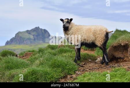 IcelandiC lamb on Heimaey, the largest island in the Vestmannaeyjar (westman islands) archipelago, ICELAND. Stock Photo