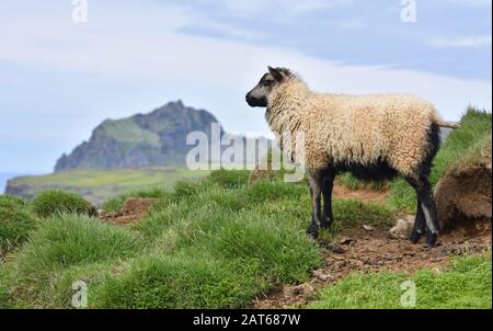 IcelandiC lamb on Heimaey, the largest island in the Vestmannaeyjar (westman islands) archipelago, ICELAND. Stock Photo