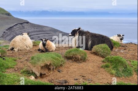 Icelandic sheep and lamb on Heimaey, the largest island in the Vestmannaeyjar (westman islands) archipelago, ICELAND. Stock Photo