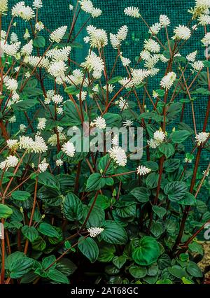 Peperomia resediflora or Peperomia fraseri is a shade loving plant that has spikes of white flowers. It is evergreen, summer flowering & frost tender. Stock Photo