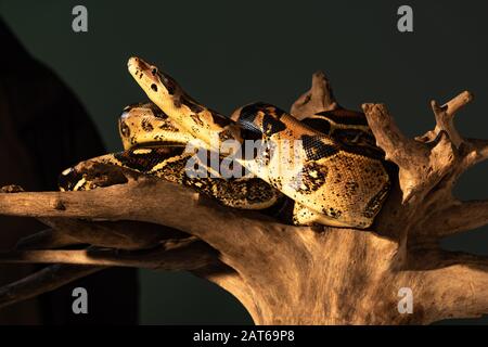 Python on wooden snag in sunlight isolated on grey Stock Photo - Alamy